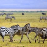 Mennyibe kerül egy afrikai szafari? Mennyibe kerül egy afrikai szafari?