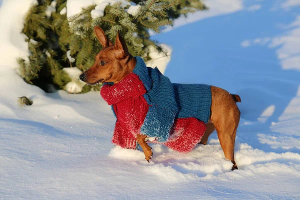 Mennyibe kerül a téli kutyaruha és felszerelés?
