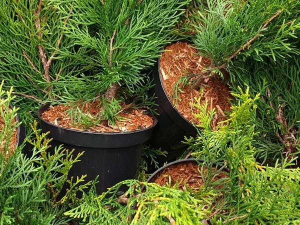 Mennyibe kerül egy karácsonyi cserepes fenyő tartósítással?