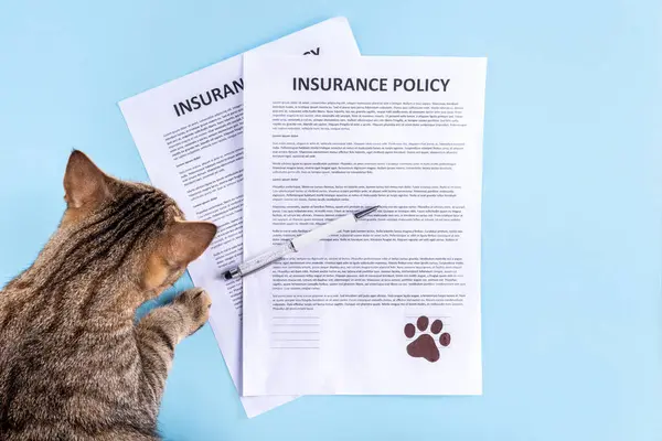 Egy macska néz két állatorvosi biztosítási szerződésre és tollra.
