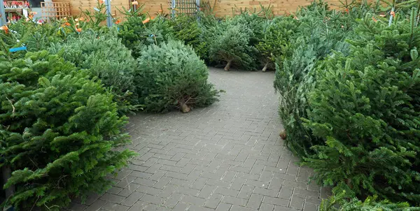 Mennyibe kerül idén a karácsonyfa?