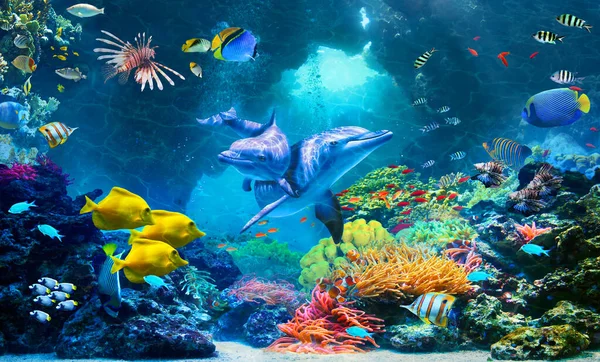 Mennyibe kerül egy akváriumi halállomány betelepítése?