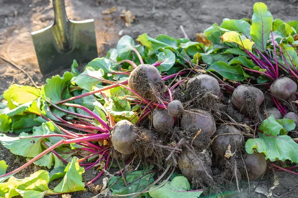 Mennyibe kerül egy cékla termesztése?