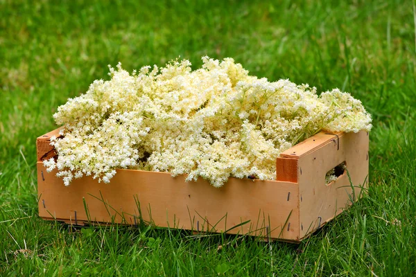 Mennyibe kerül egy bodzavirág gyűjtése és feldolgozása?