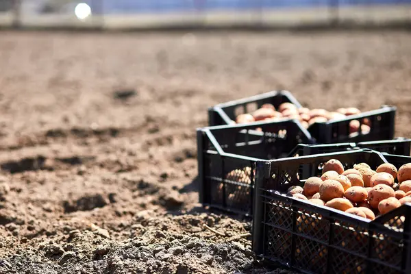 Mennyibe kerül egy burgonyatermesztés kis parcellán?